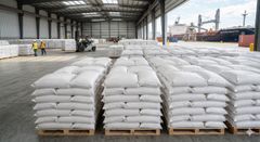 Wheat Grain - Image 2